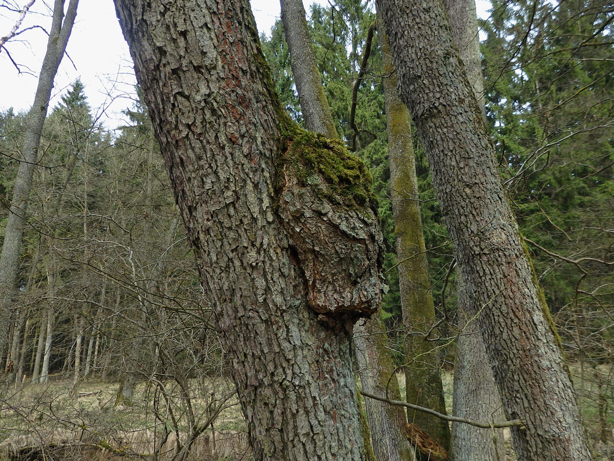 Tumor na olši lepkavé (Alnus glutinosa (L.) Gaertn.) (18b)