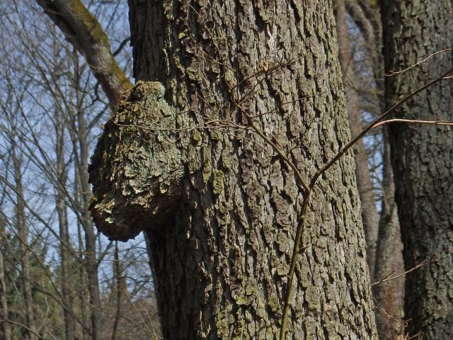 Tumor na olši lepkavé (Alnus glutinosa (L.) Gaertn.) (19)