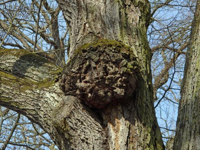 Lípa velkolistá (Tilia platyphyllos Scop.) (28b) s nádorem na kmeni