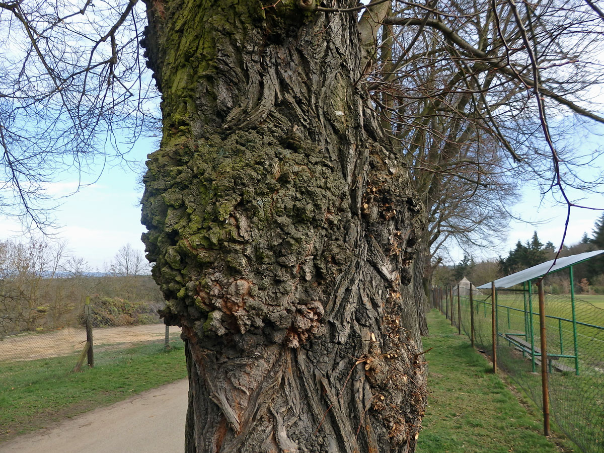 Lípa velkolistá (Tilia platyphyllos Scop.) (31a) s nádorem na kmeni