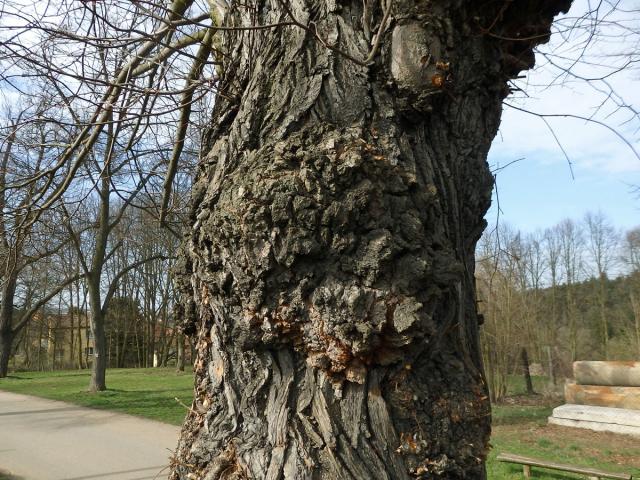 Lípa velkolistá (Tilia platyphyllos Scop.) (31b) s nádorem na kmeni