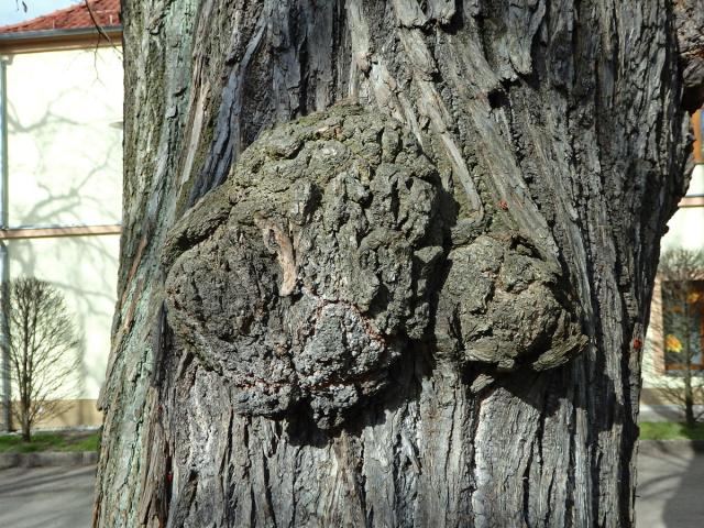 Lípa velkolistá (Tilia platyphyllos Scop.) (32) s nádorem na kmeni