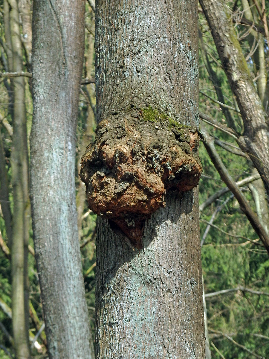 Lípa velkolistá (Tilia platyphyllos Scop.) (33a) s nádorem na kmeni