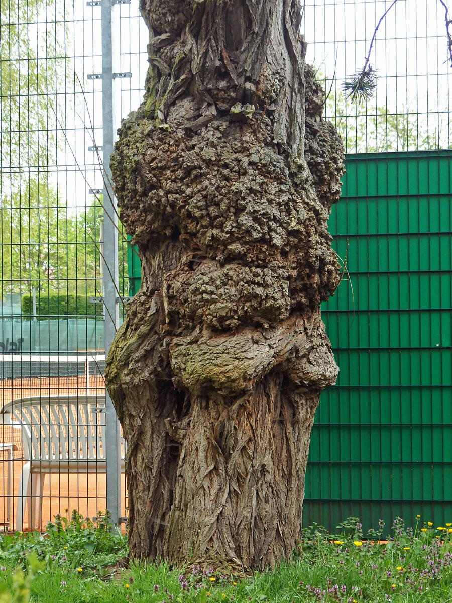 Tumor na akátu (Robinia pseudoacacia L.) (16a)