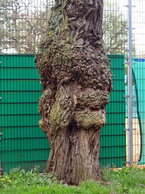 Tumor na akátu (Robinia pseudoacacia L.) (16b)