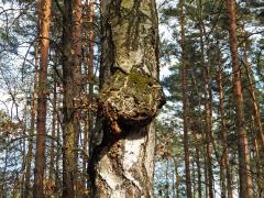 Nádor na bříze bělokoré (Betula pendula Roth) (60a)