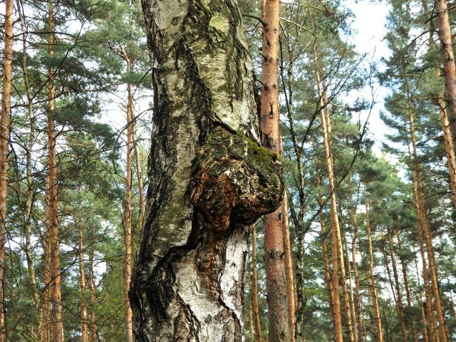 Nádor na bříze bělokoré (Betula pendula Roth) (60b)