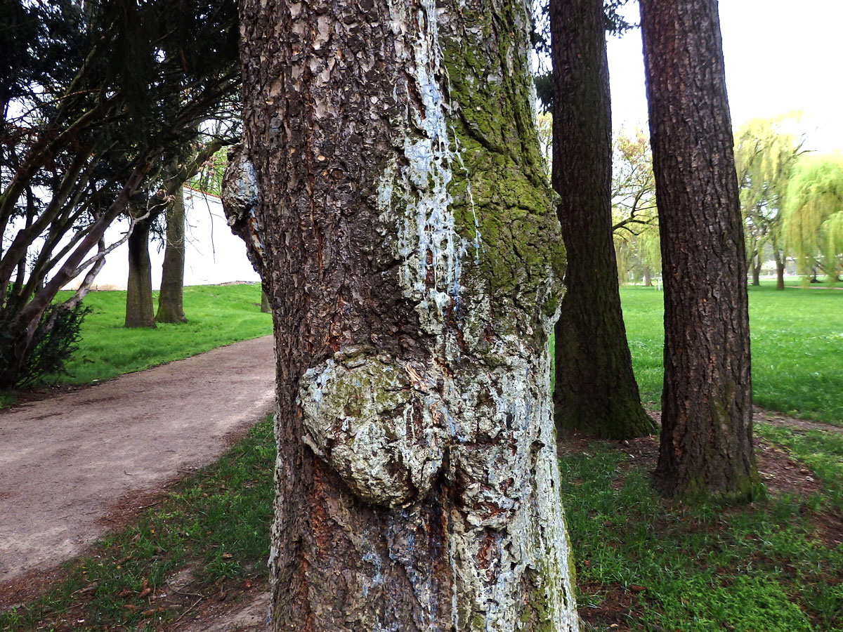 Douglaska tisolistá (Pseudotsuga menziesii (Mirbel) Franco) s nádory na kmeni (1a)