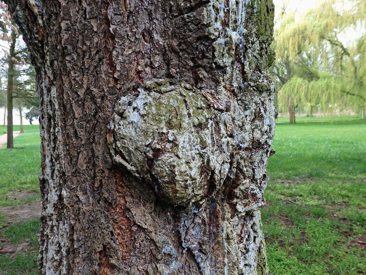 Douglaska tisolistá (Pseudotsuga menziesii (Mirbel) Franco) s nádory na kmeni (1b)