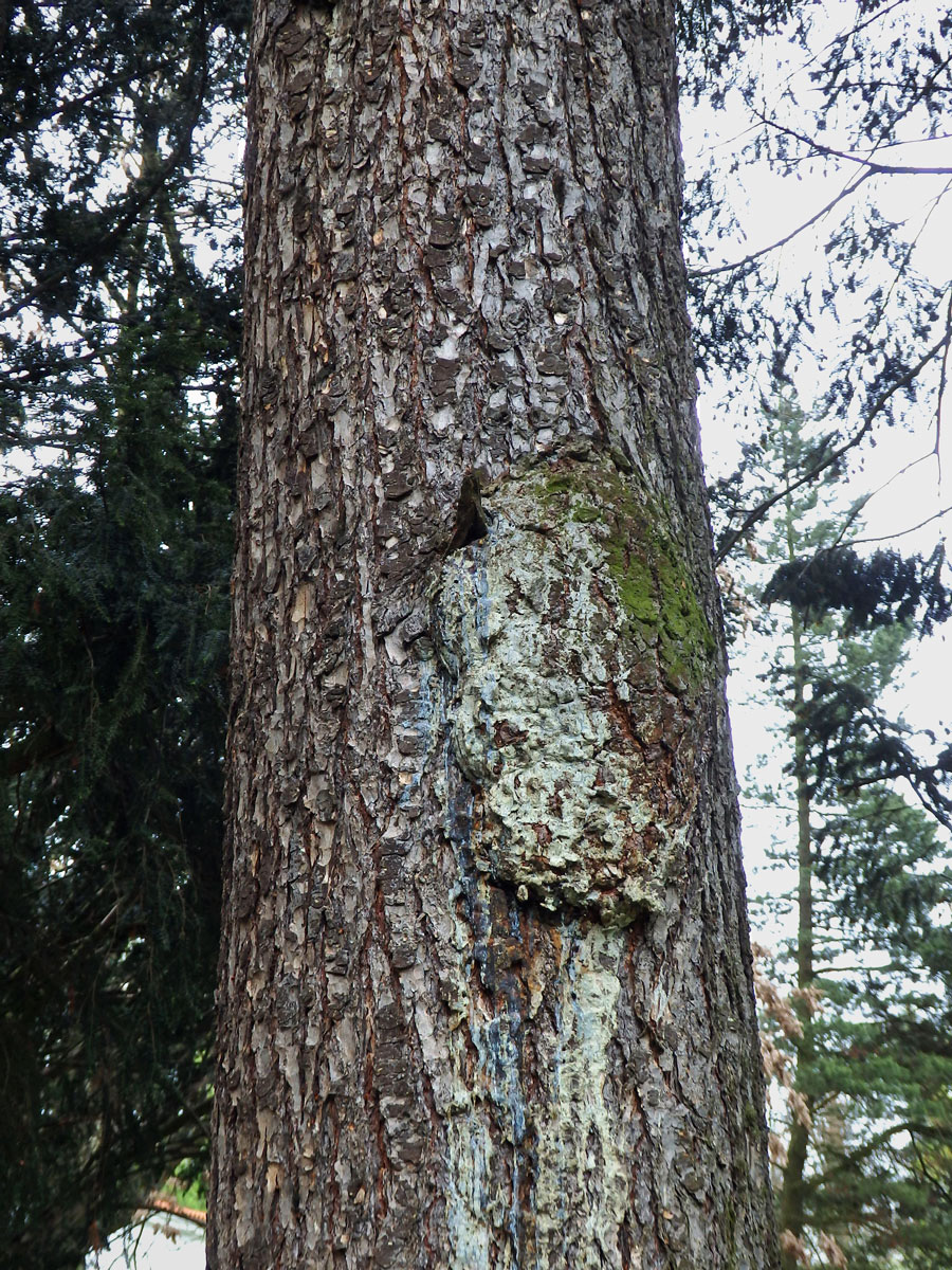 Douglaska tisolistá (Pseudotsuga menziesii (Mirbel) Franco) s nádory na kmeni (1c)