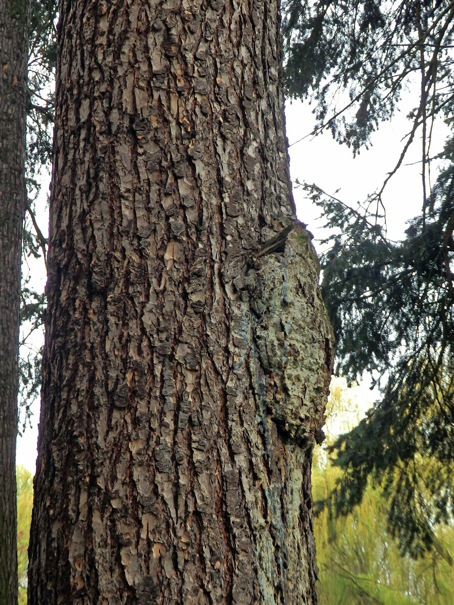 Douglaska tisolistá (Pseudotsuga menziesii (Mirbel) Franco) s nádory na kmeni (1d)