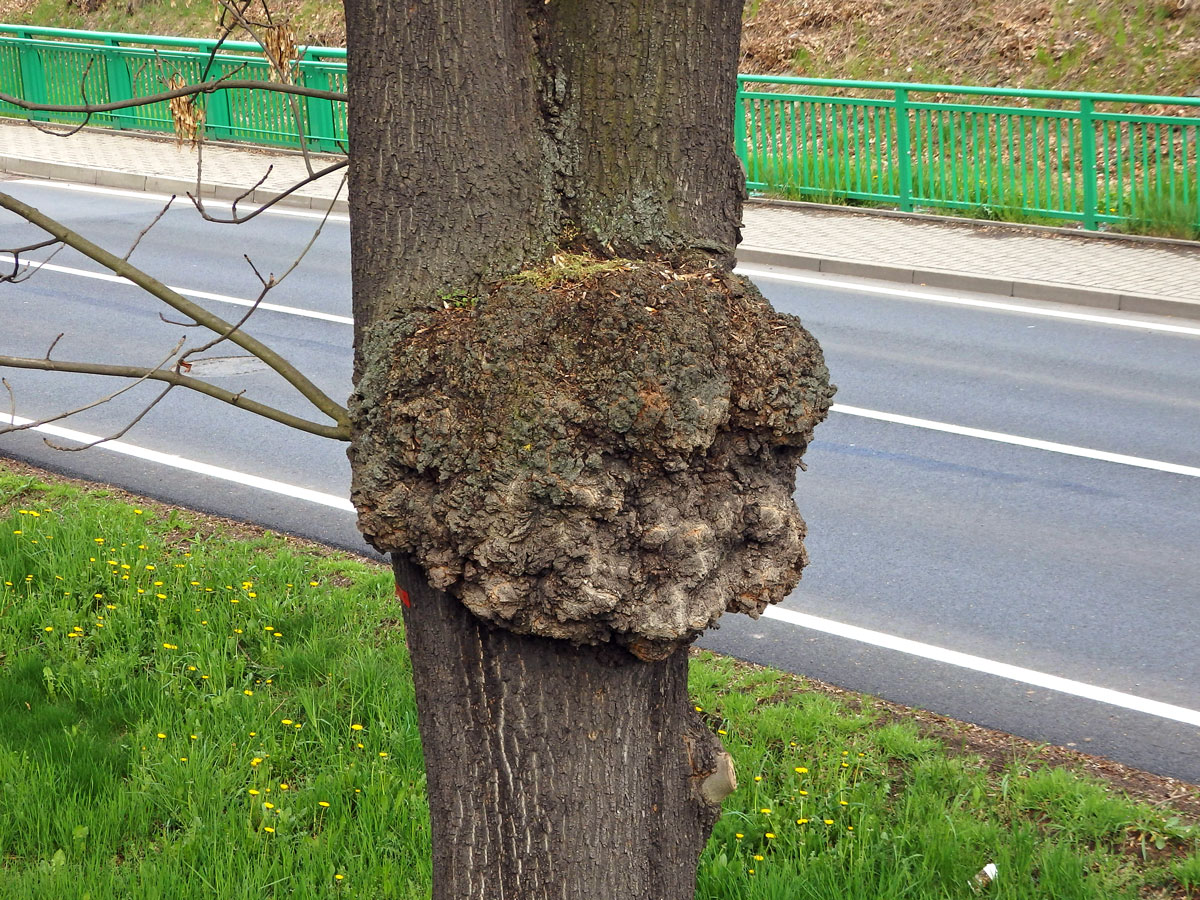 Nádor na jasanu ztepilém (Fraxinus excelsior L.) (12a)