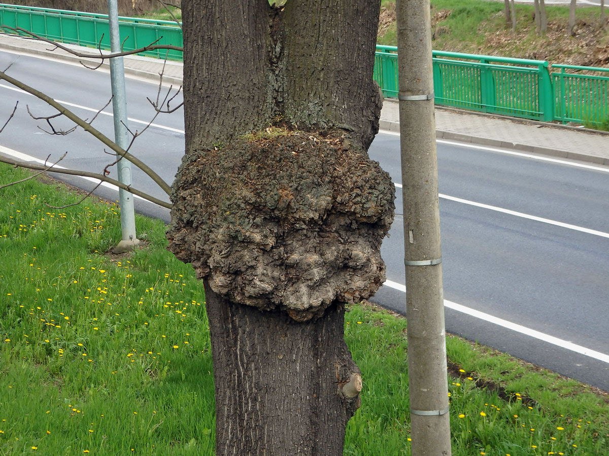 Nádor na jasanu ztepilém (Fraxinus excelsior L.) (12b)