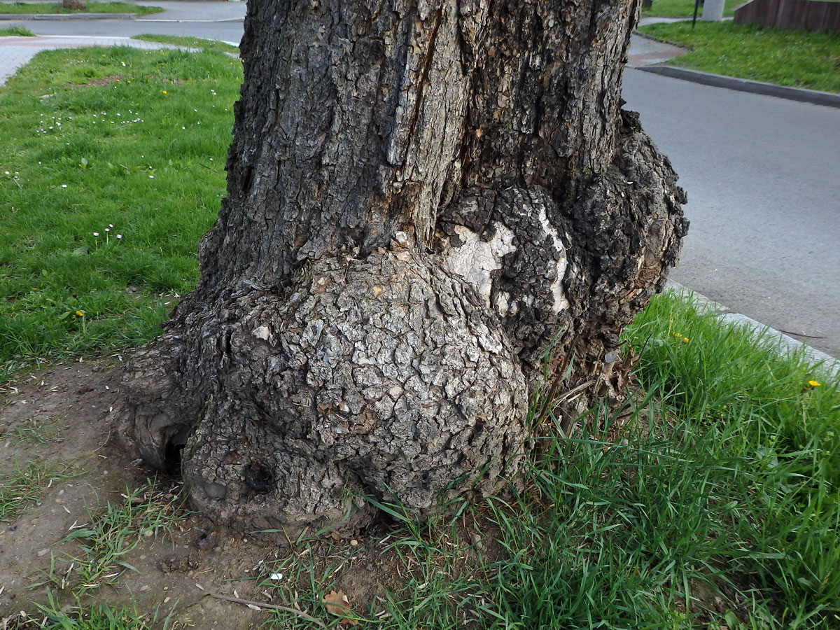 Katalpa trubačovitá(Catalpa bignonioides Walt.) s nádory na kmeni (1a)