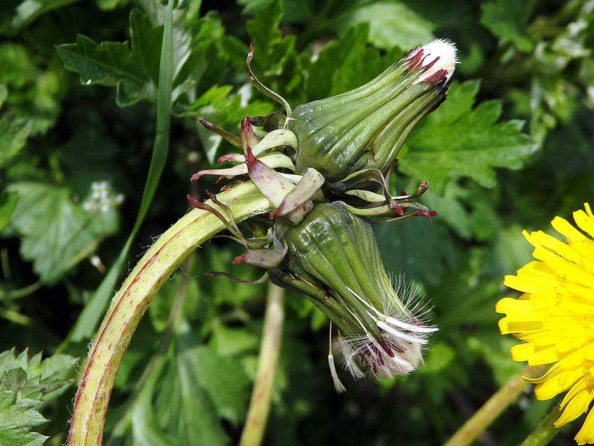 Smetánka lékařská (Teraxacum officinale L.) - fasciace stonku (18b)