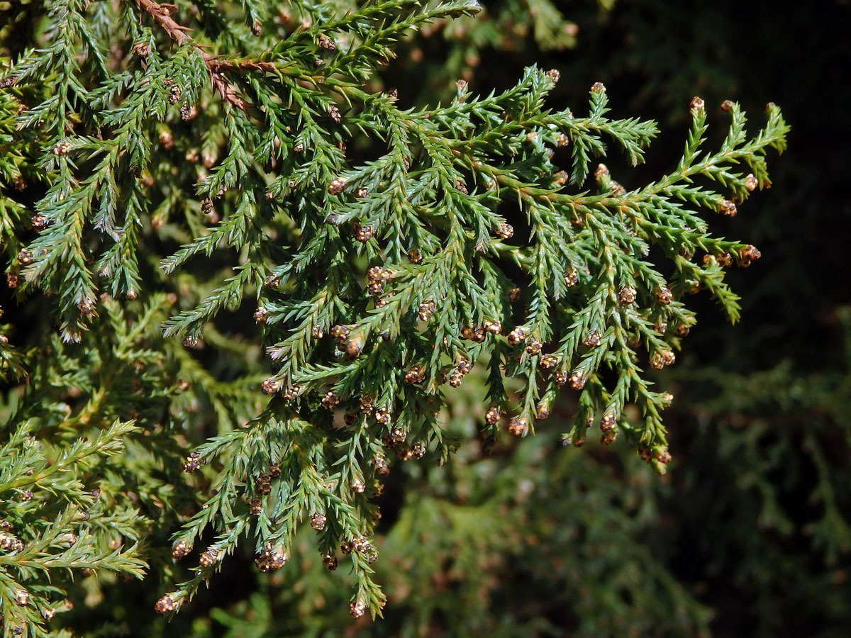 Cypřišek hrachonosný (Chamaecyparis pisifera (Sieb. et Zucc.) Endl.)