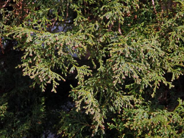 Cypřišek hrachonosný (Chamaecyparis pisifera (Sieb. et Zucc.) Endl.)