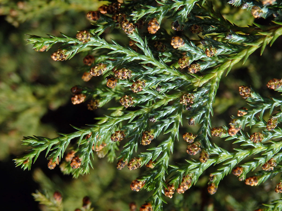 Cypřišek hrachonosný (Chamaecyparis pisifera (Sieb. et Zucc.) Endl.)