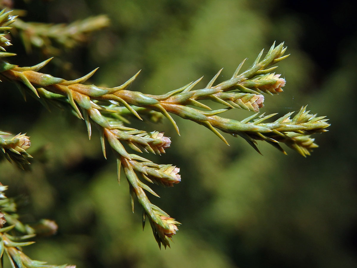 Cypřišek hrachonosný (Chamaecyparis pisifera (Sieb. et Zucc.) Endl.)