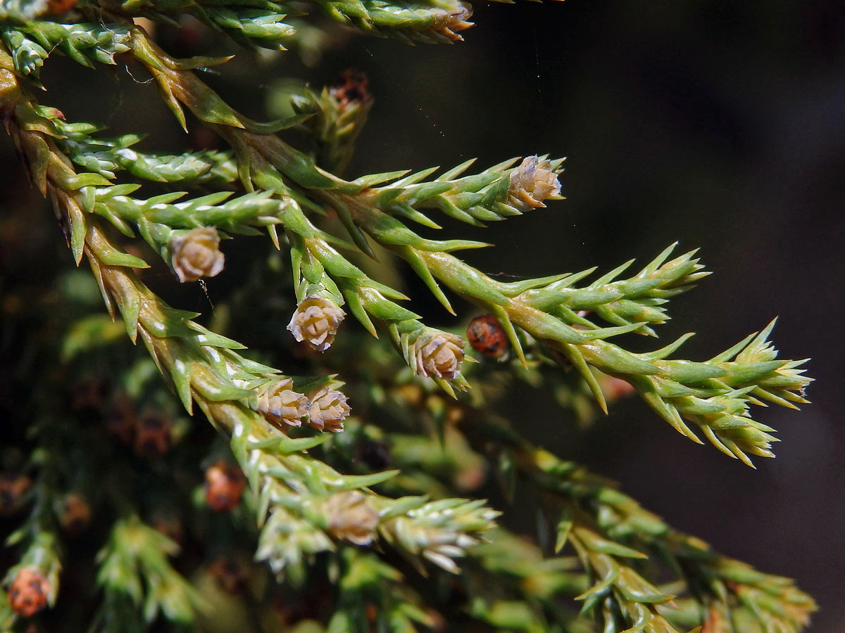 Cypřišek hrachonosný (Chamaecyparis pisifera (Sieb. et Zucc.) Endl.)