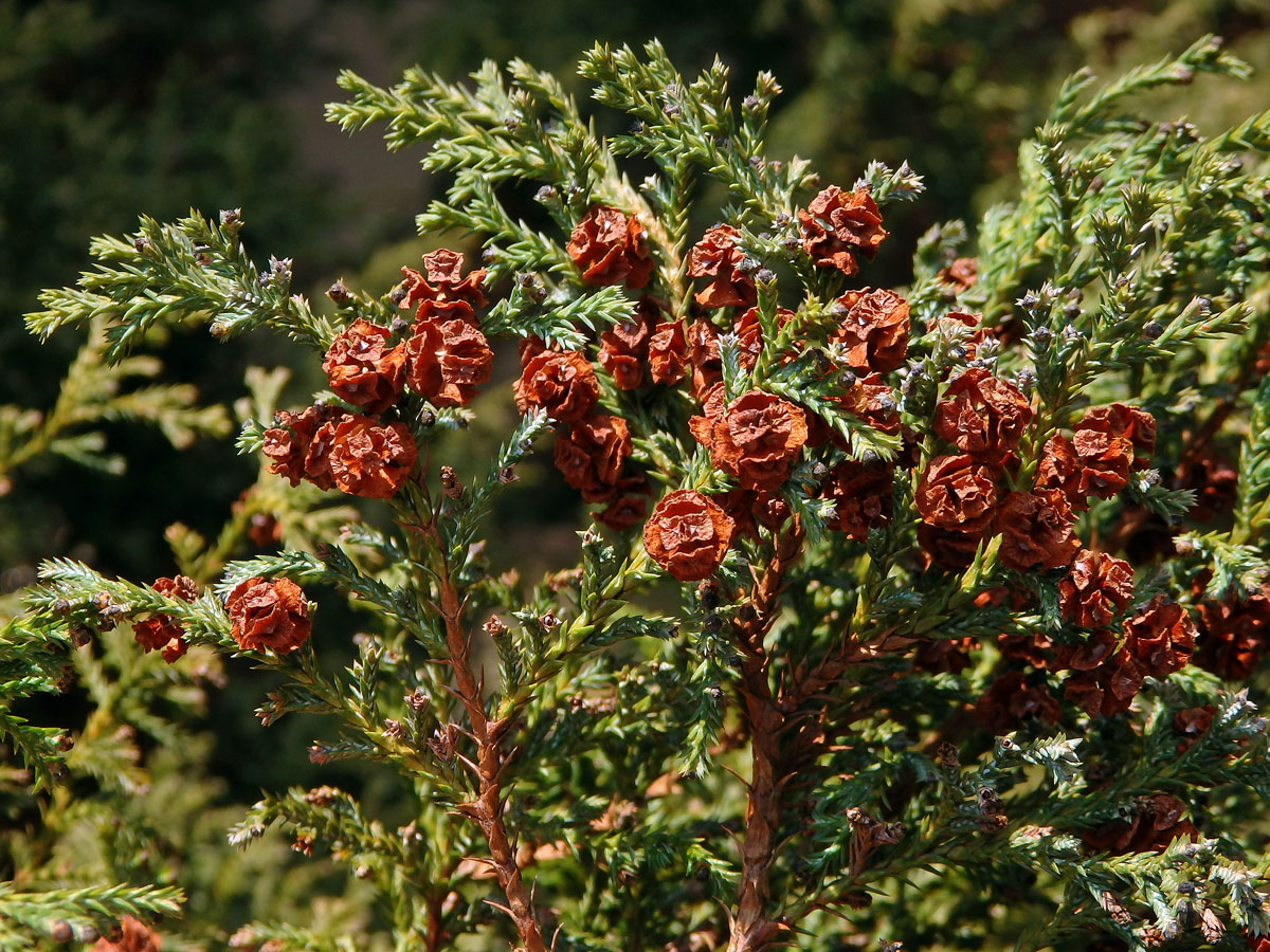 Cypřišek hrachonosný (Chamaecyparis pisifera (Sieb. et Zucc.) Endl.)