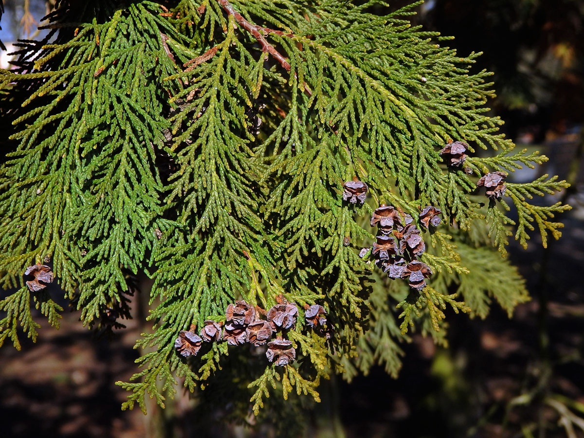 Cypřišek Lawsonův (Chamaecyparis lawsoniana (A. Murr.) Parl.)