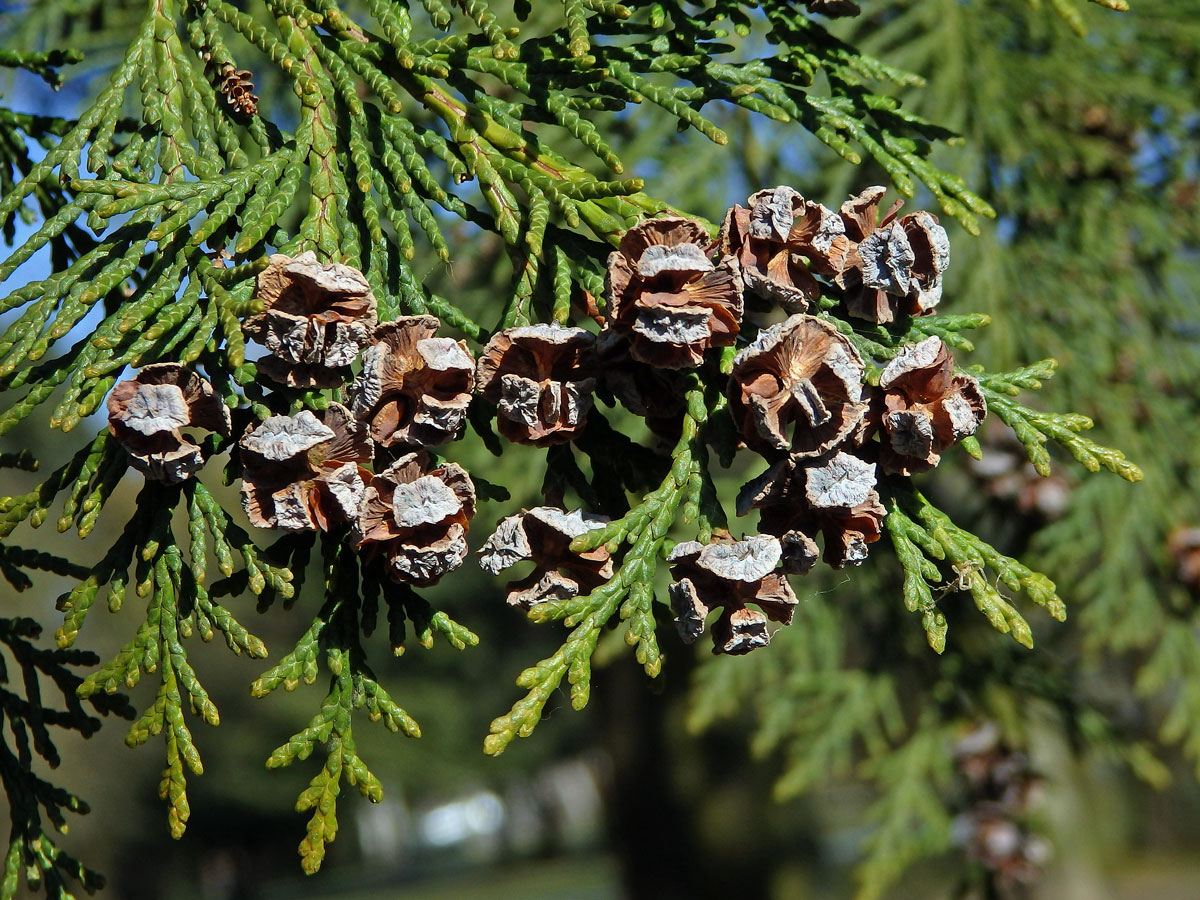 Cypřišek Lawsonův (Chamaecyparis lawsoniana (A. Murr.) Parl.)