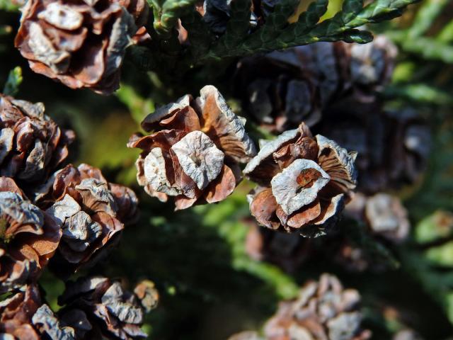 Cypřišek Lawsonův (Chamaecyparis lawsoniana (A. Murr.) Parl.)