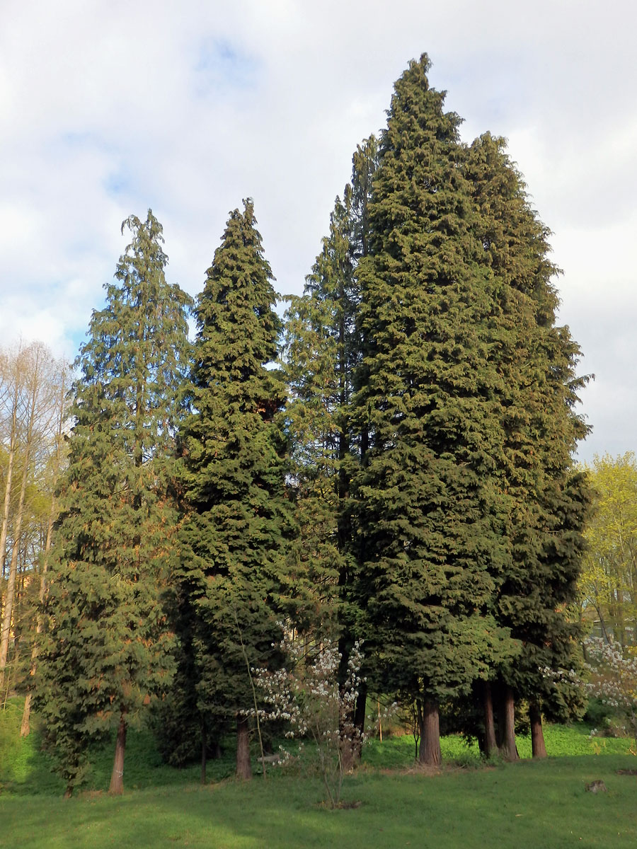 Cypřišek Lawsonův (Chamaecyparis lawsoniana (A. Murr.) Parl.)