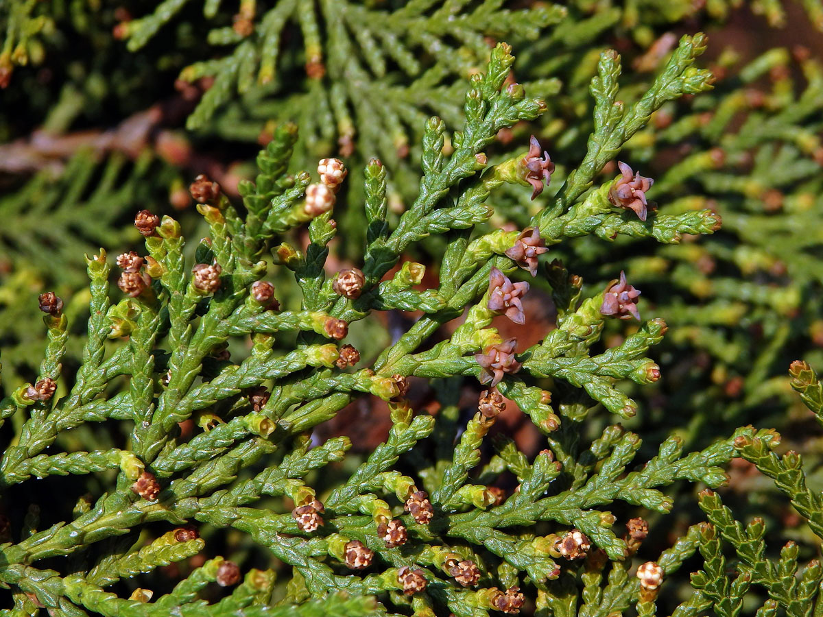 Zeravec východní (Platycladus orientalis (L.) Franco)