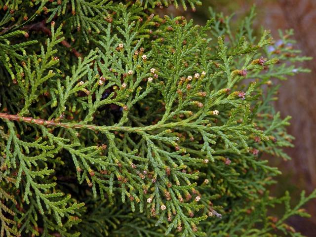 Zeravec východní (Platycladus orientalis (L.) Franco)