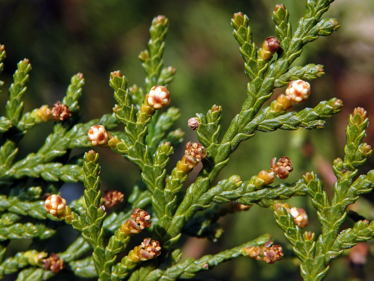 Zeravec východní (Platycladus orientalis (L.) Franco)