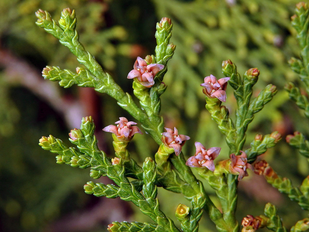 Zeravec východní (Platycladus orientalis (L.) Franco)