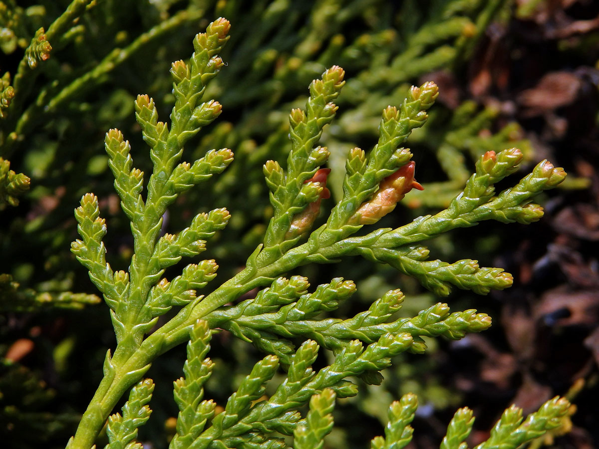 Zeravec východní (Platycladus orientalis (L.) Franco)