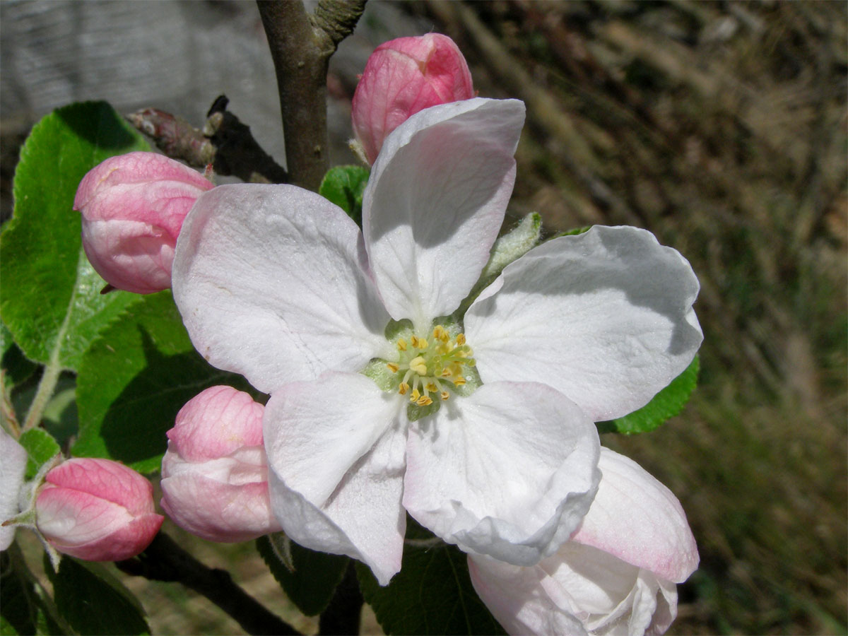 Jabloň domácí (Malvus domestica Borkh.)