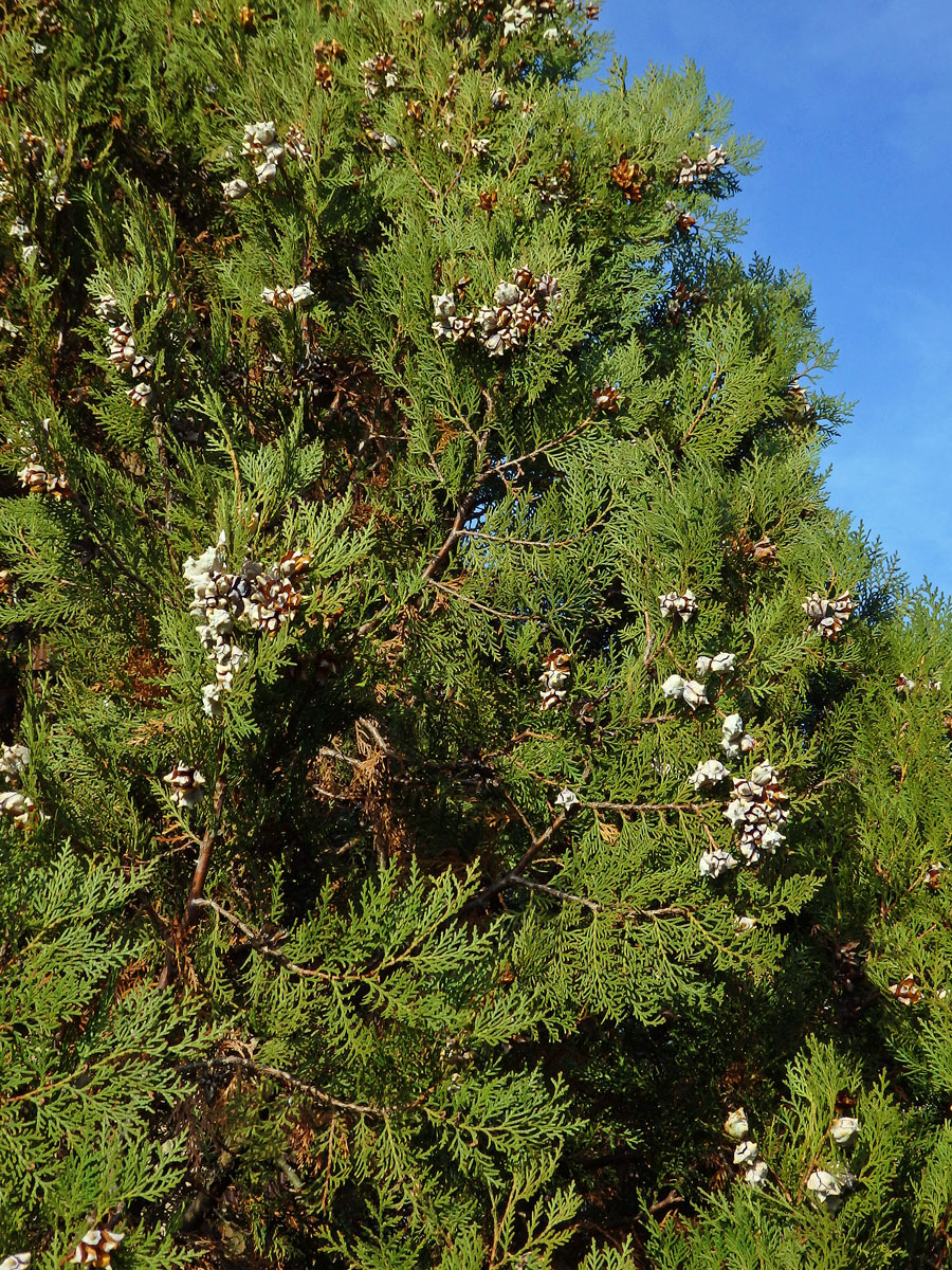 Zeravec východní (Platycladus orientalis (L.) Franco)