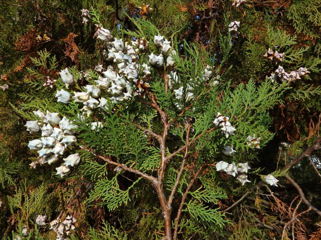 Zeravec východní (Platycladus orientalis (L.) Franco)