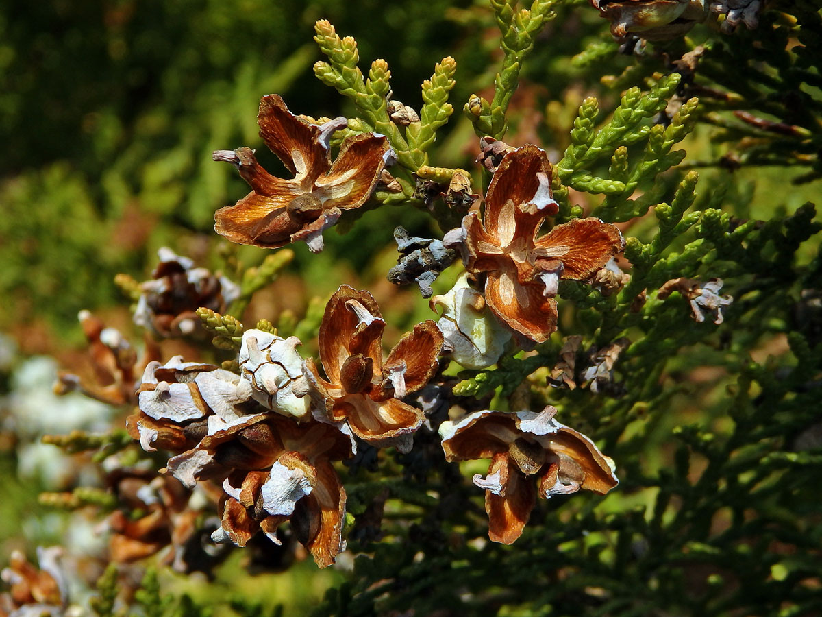 Zeravec východní (Platycladus orientalis (L.) Franco)