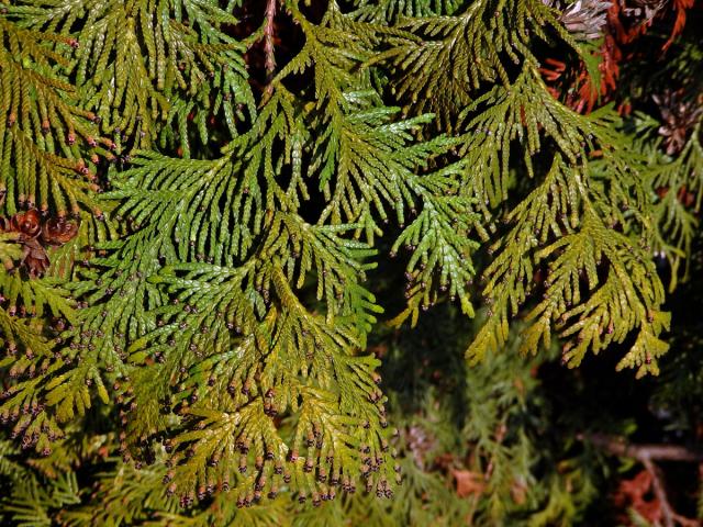 Zerav západní (Thuja occidentalis L.)