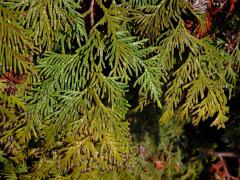 Zerav západní (Thuja occidentalis L.)    