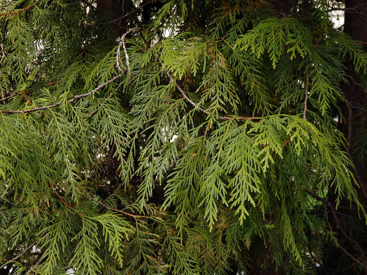 Zerav západní (Thuja occidentalis L.)