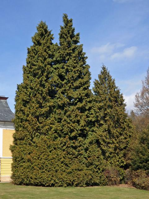 Zerav západní (Thuja occidentalis L.)