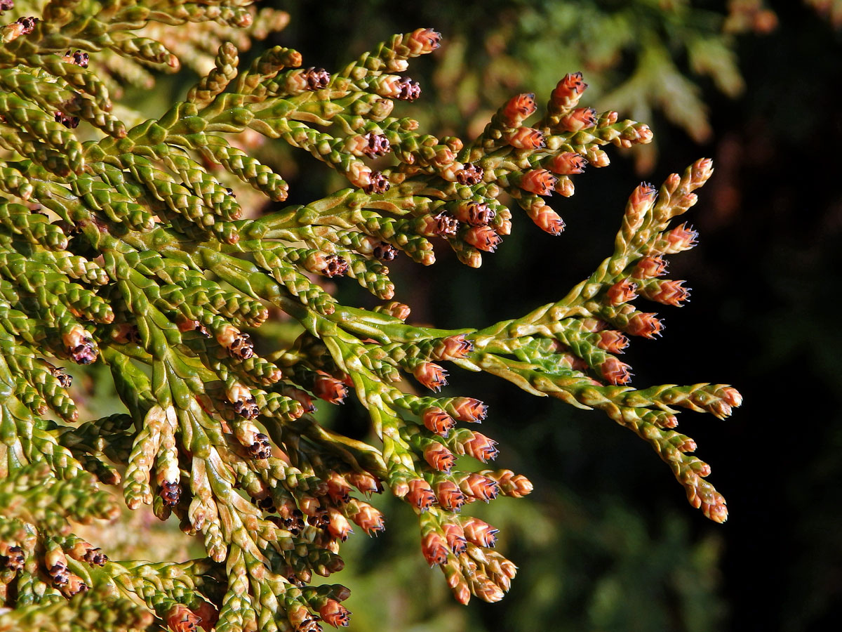 Zerav západní (Thuja occidentalis L.)