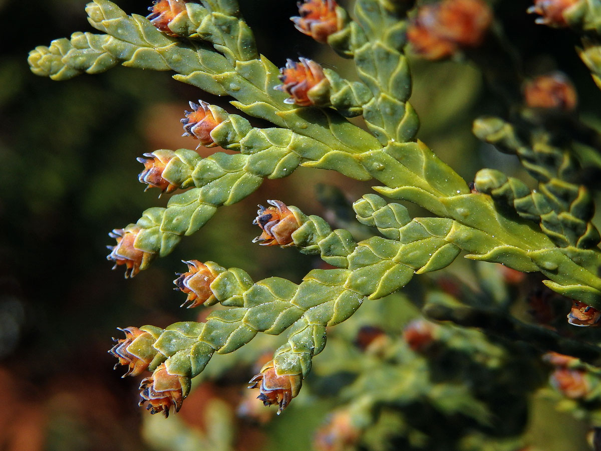 Zerav západní (Thuja occidentalis L.)