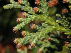 Zerav západní (Thuja occidentalis L.)