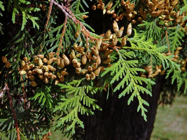 Zerav západní (Thuja occidentalis L.)