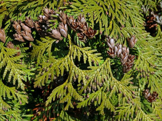 Zerav západní (Thuja occidentalis L.)