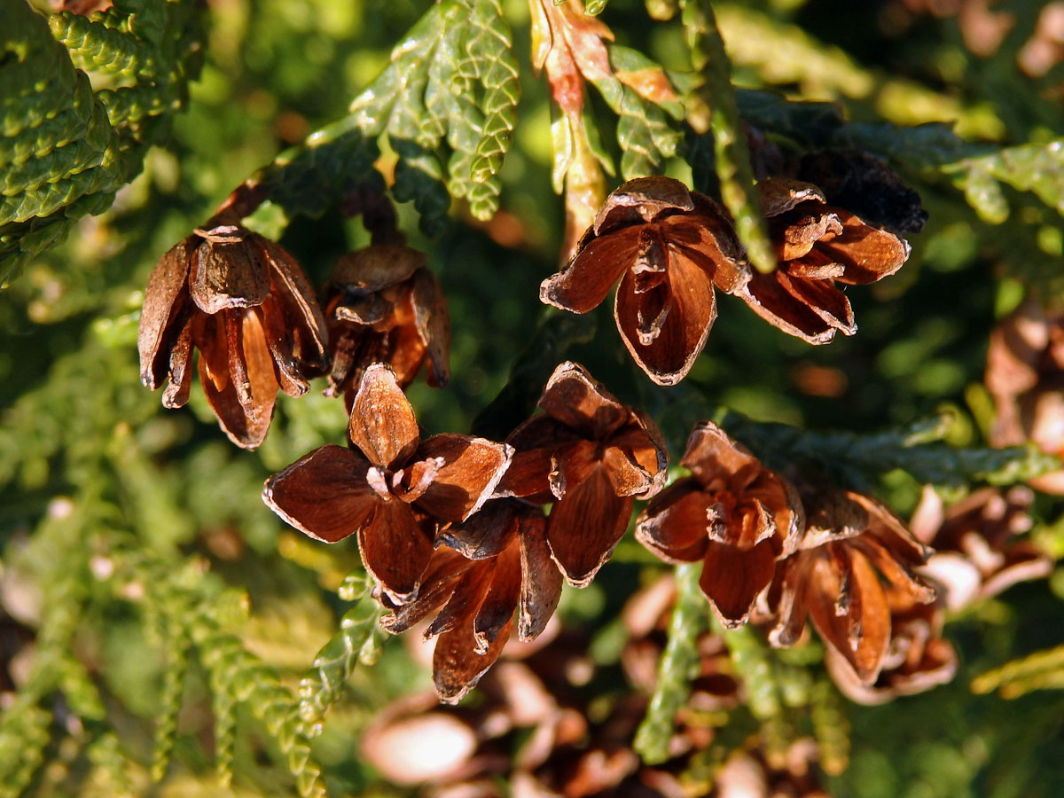 Zerav západní (Thuja occidentalis L.)