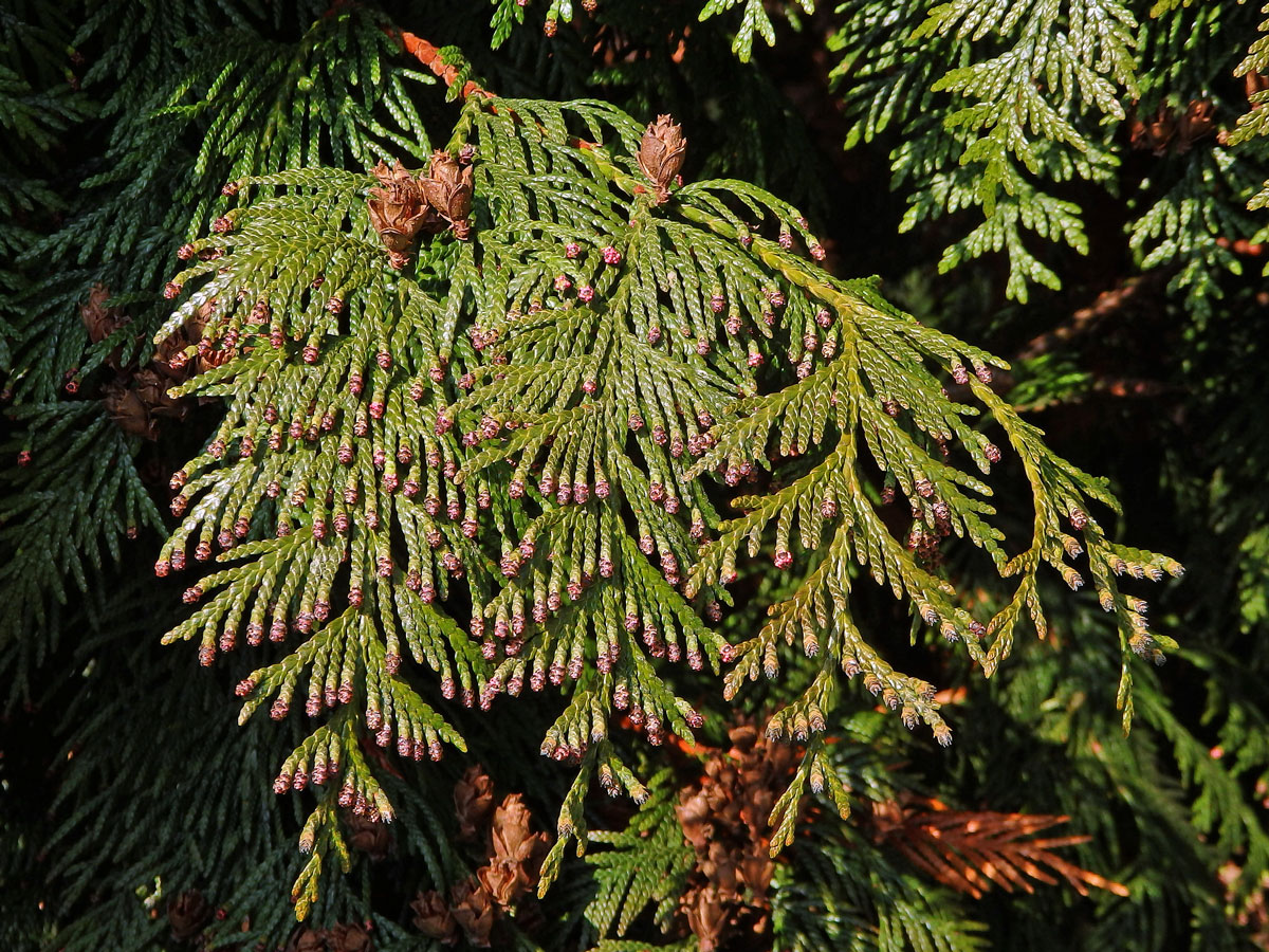 Zerav řasnatý (Thuja plicata D. Don)