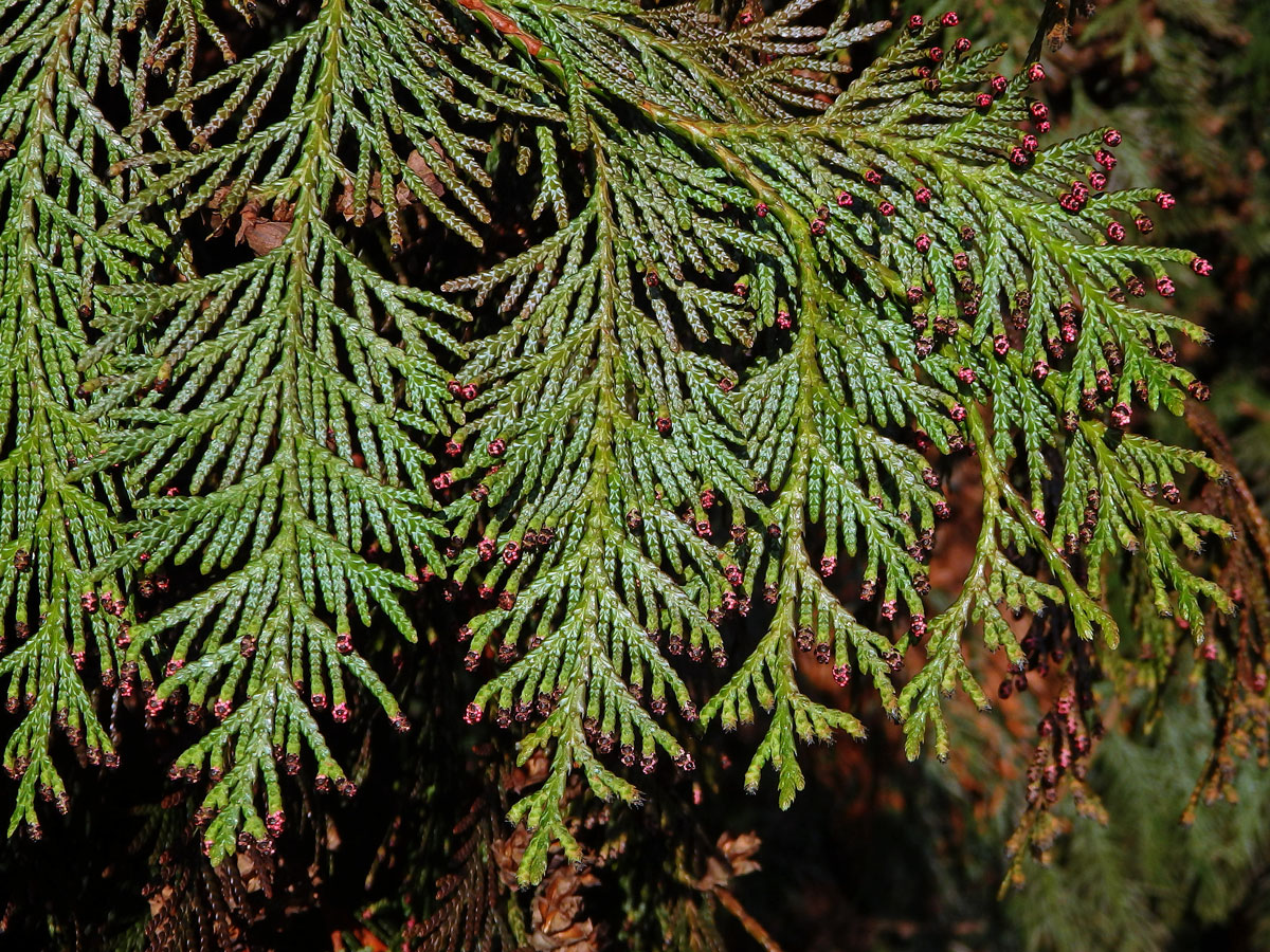 Zerav řasnatý (Thuja plicata D. Don)